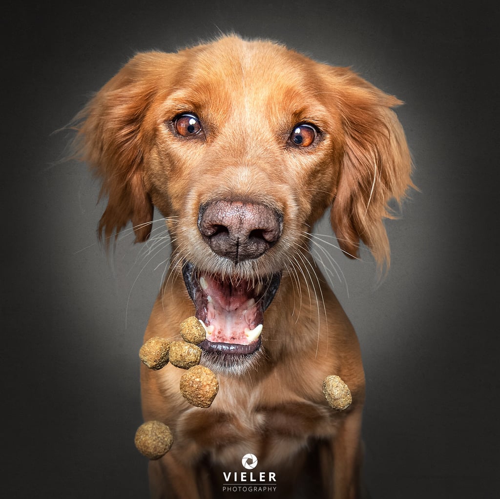 Dogs Catching Treats Photo Series