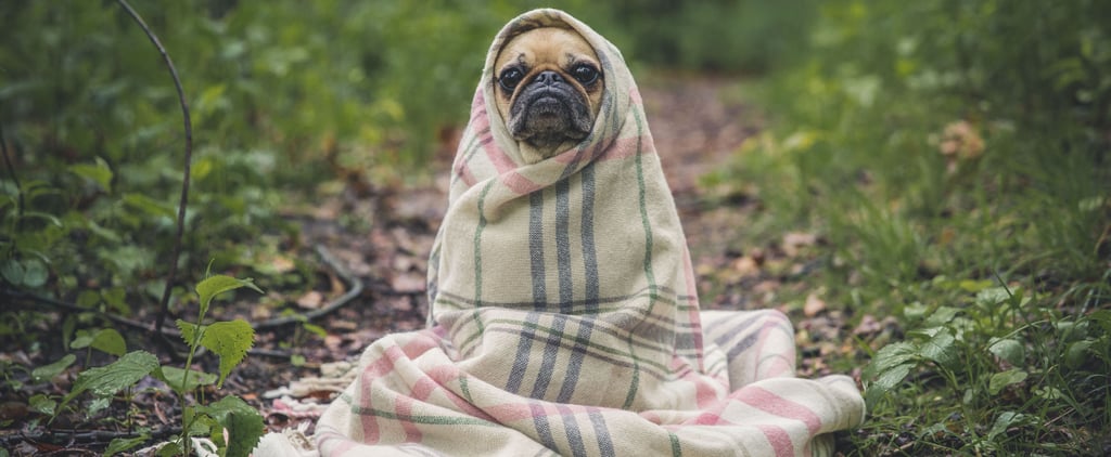 犬流感:症状、原因和治疗