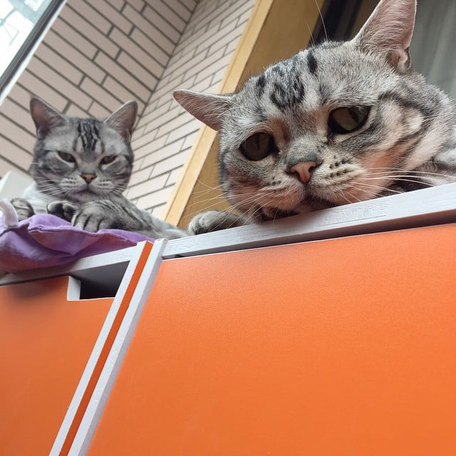 Saddest Cat on the Internet | Pictures