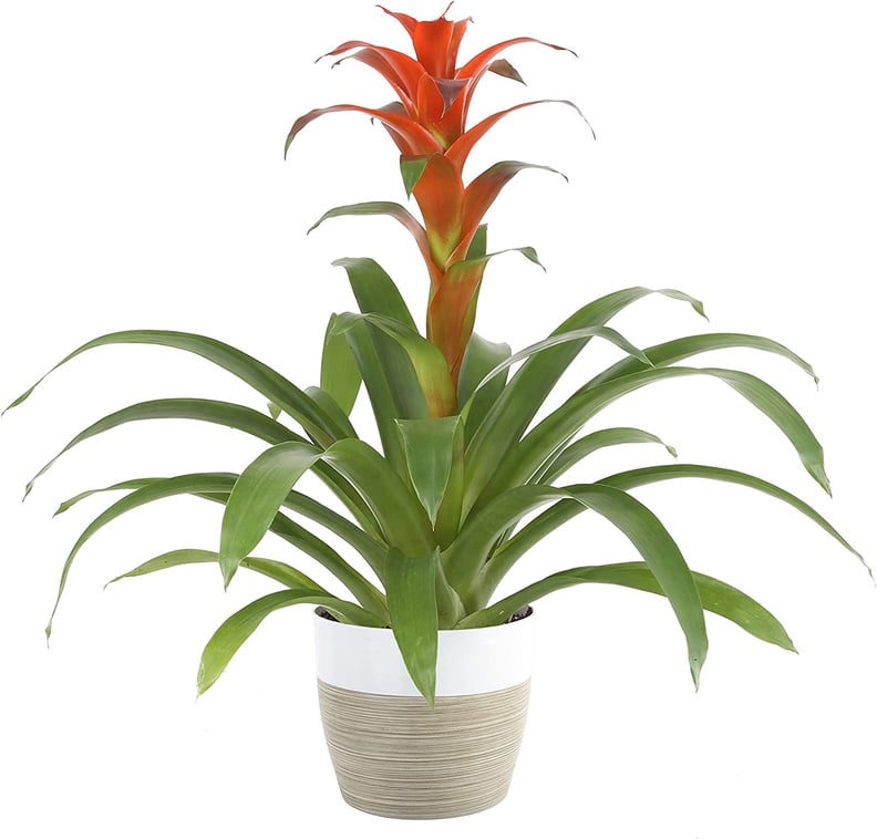 Bromeliad Plant