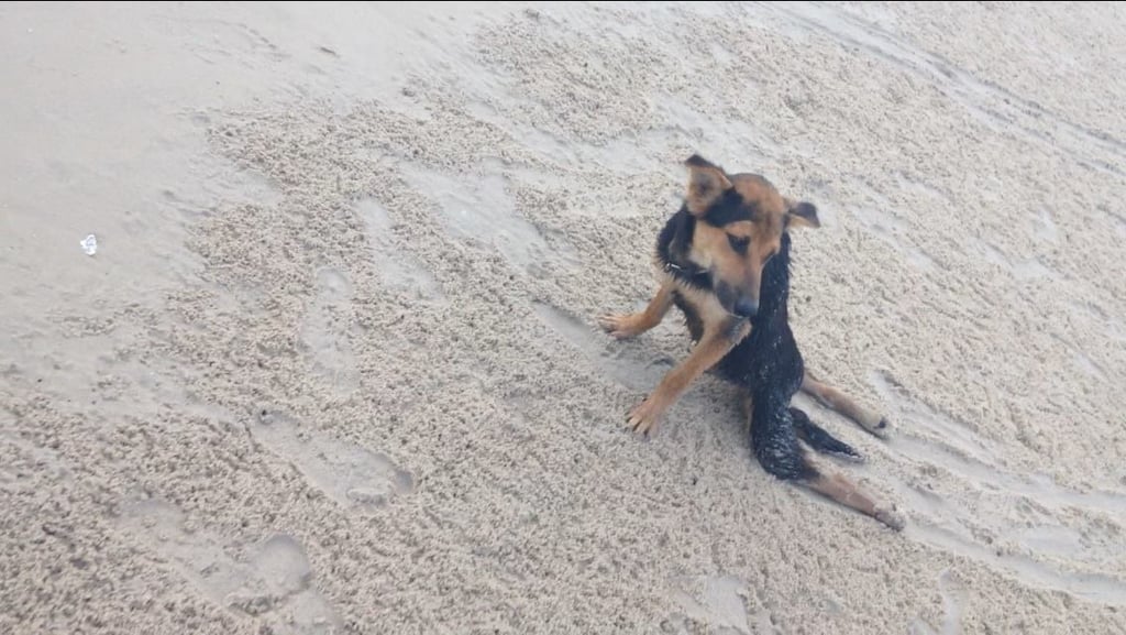 When Meagan first saw Leo on that Thai beach, he was dragging himself with his front legs.