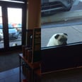 This Photo of a Pug at Starbucks Is Either the Cutest or Saddest Thing You'll See All Day