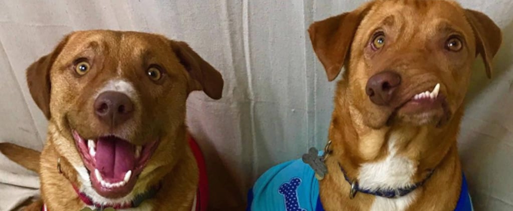Picasso, the Dog With Deformed Face