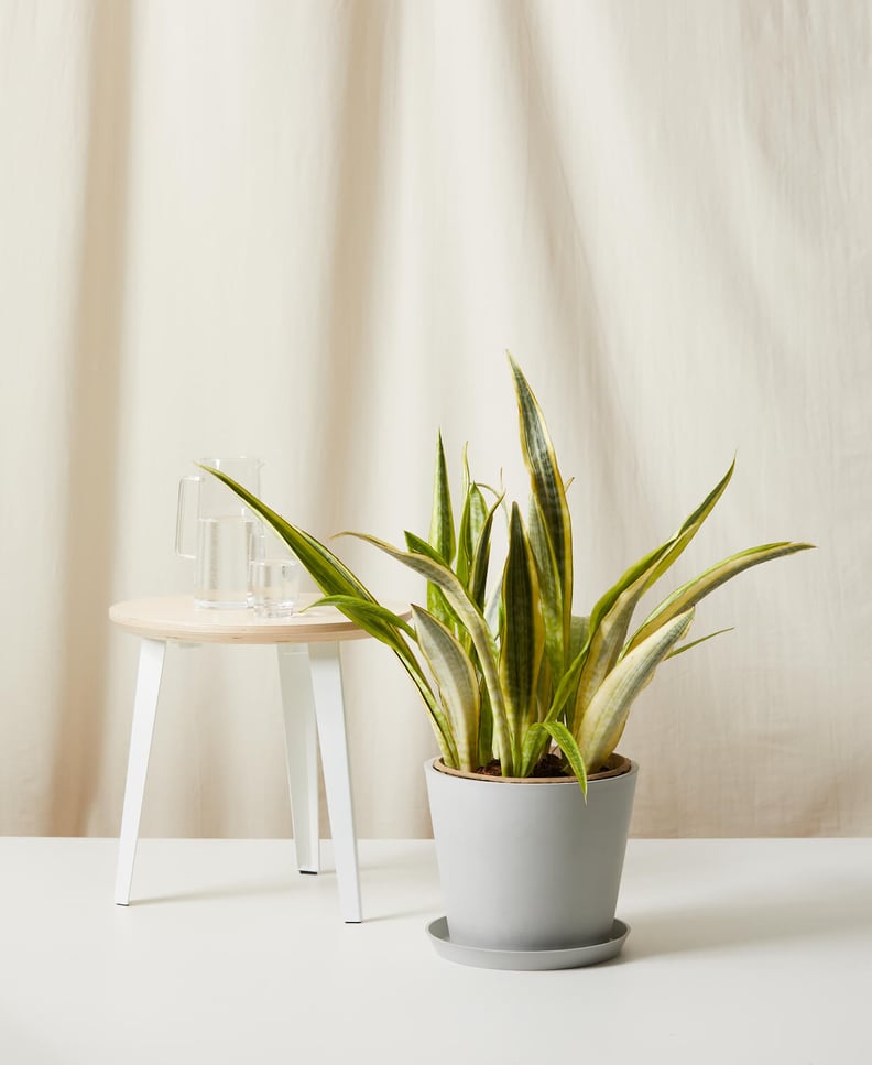 Bloomscape Potted Sansevieria Lauren Indoor Plant