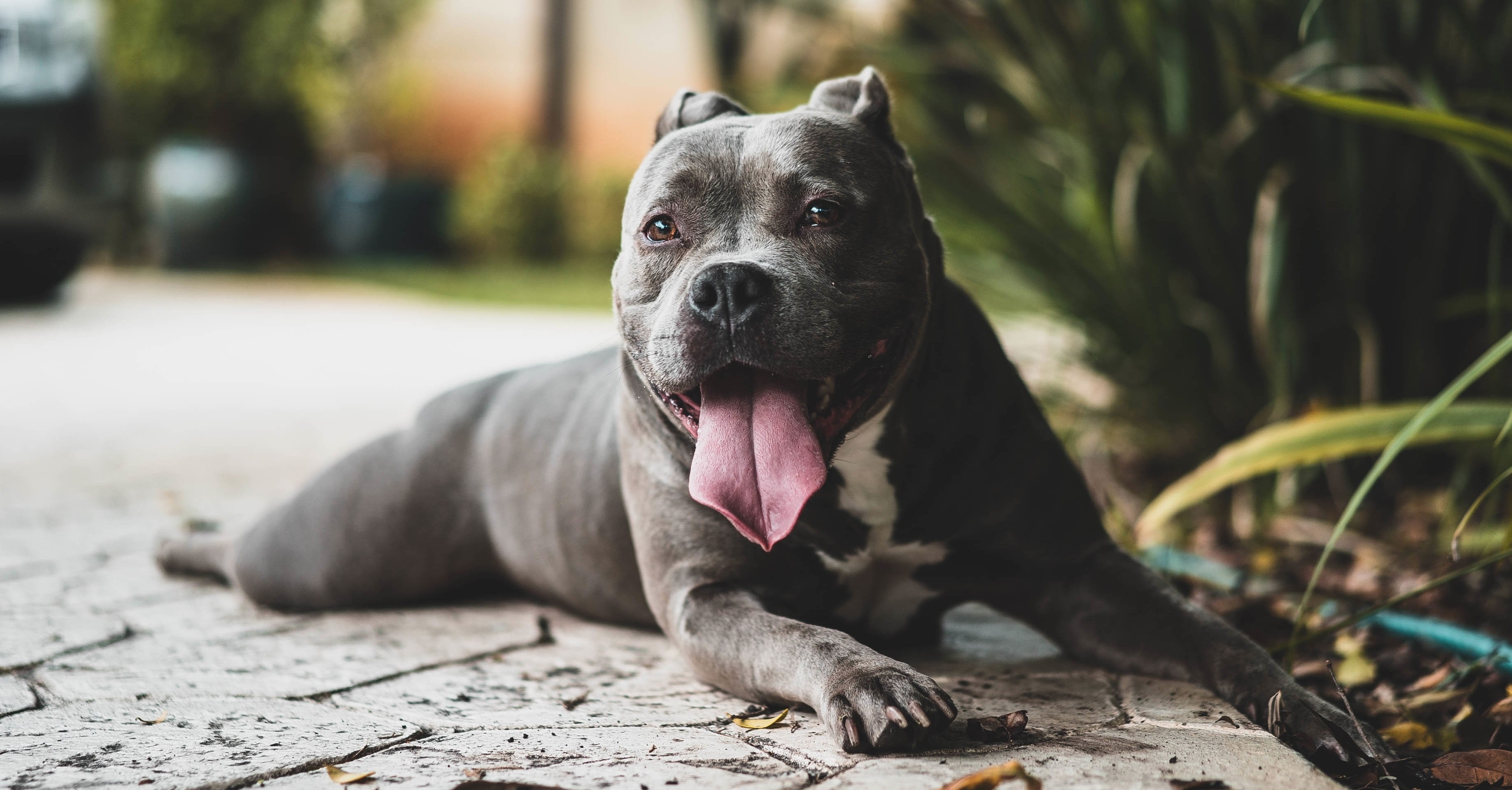 What kind of dog is in the blue buffalo hotsell commercial 2018