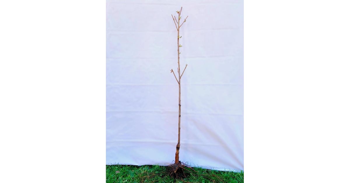 Kwanzan Cherry Blossom Tree Bare Root Home Depot Is Selling Cherry