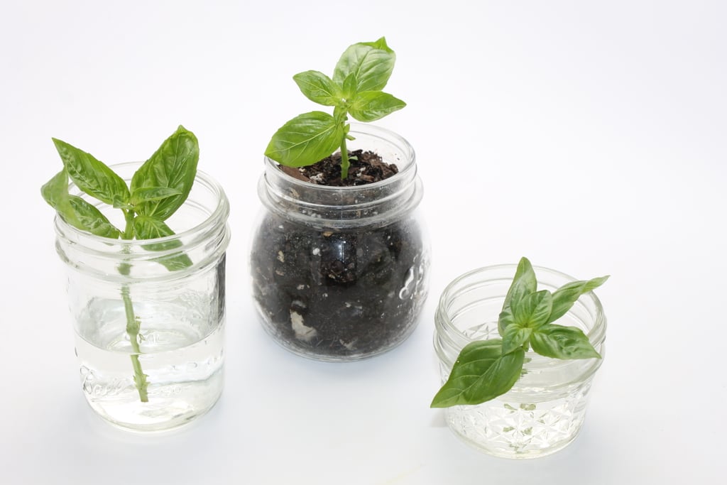 Plants in Water and Soil