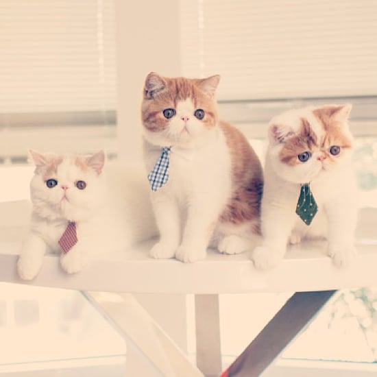 Career Lessons From Cats