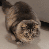 Funny Cat GIFs | POPSUGAR Tech