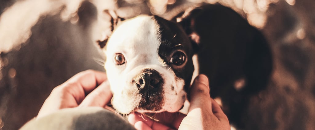 Best Female Dog Names 2019