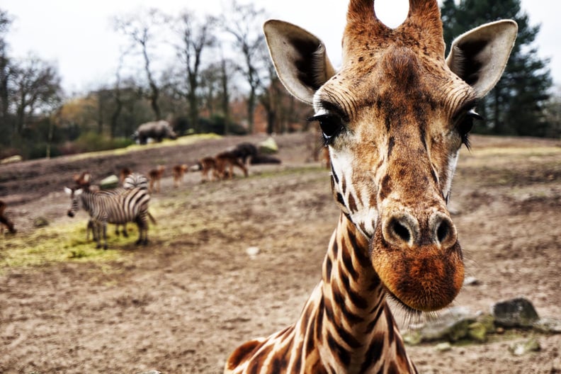 Giraffes have the same number of neck bones as humans.