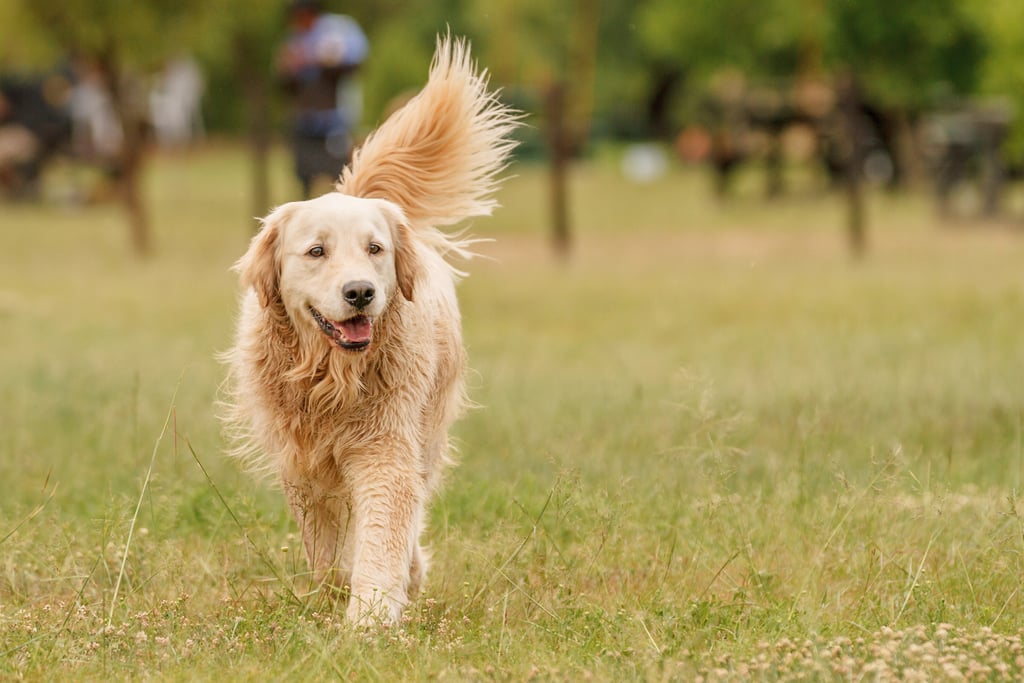 类型的金毛寻回犬