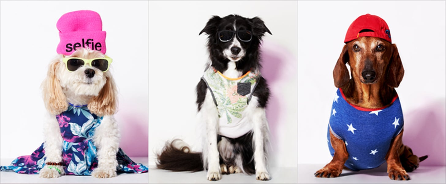 American Eagle Dog Clothes Line POPSUGAR Fashion