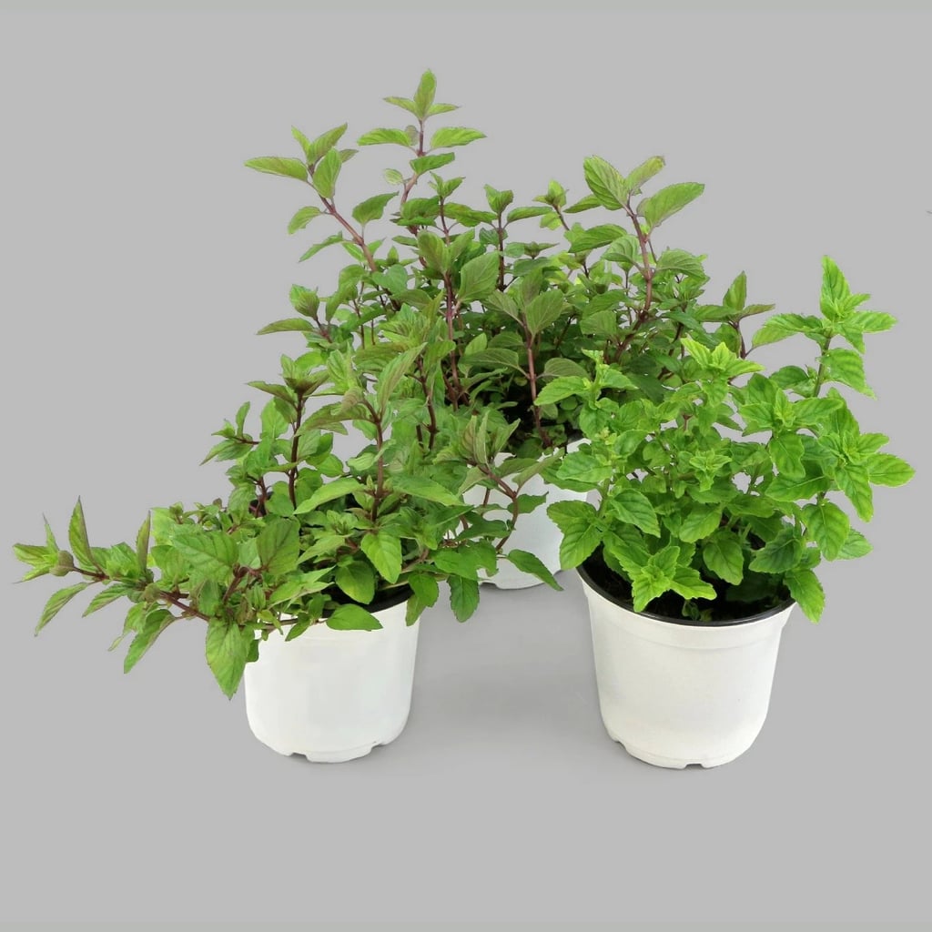 Peppermint Plant | Mosquito-Repelling Plants | POPSUGAR Home Photo 30