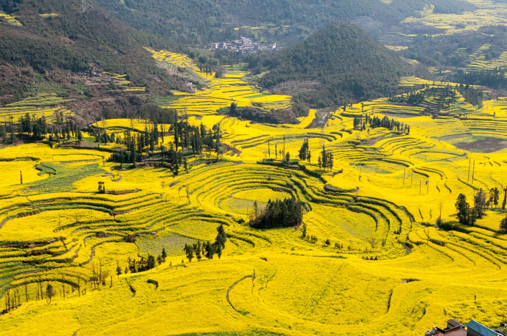 Canola Flower Fields China Unreal Travel Destinations POPSUGAR