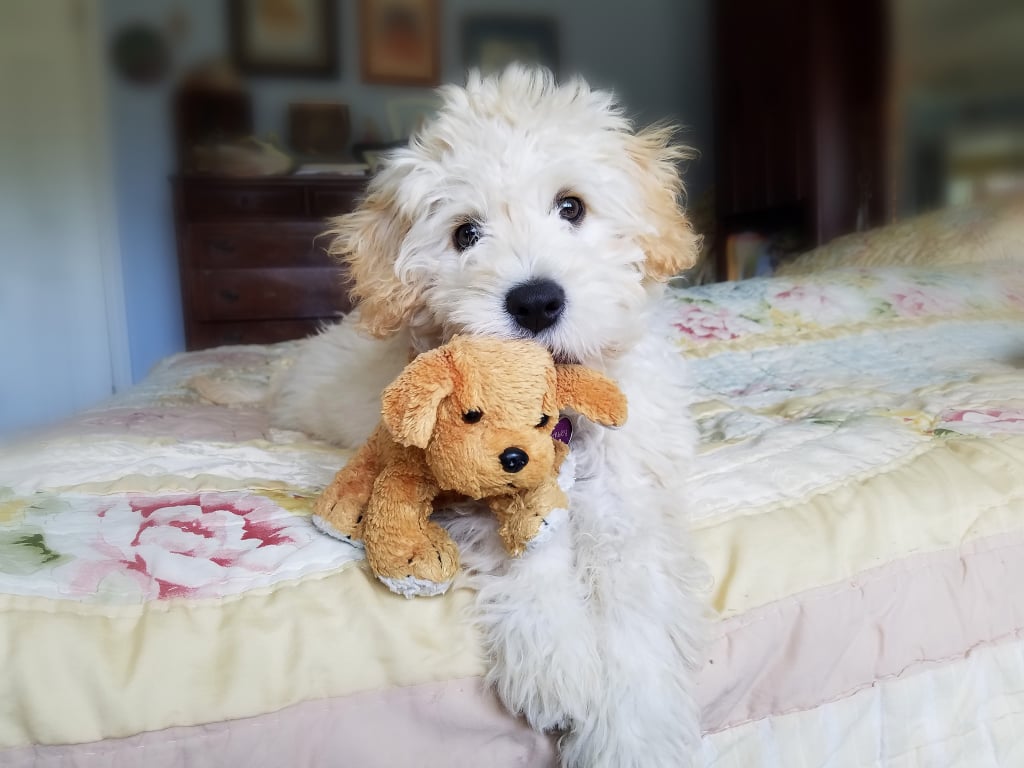 cute goldendoodle puppies