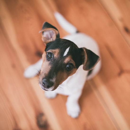 What to Do When Your Dog Is a Picky Eater