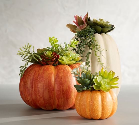 Succulent in Pumpkin