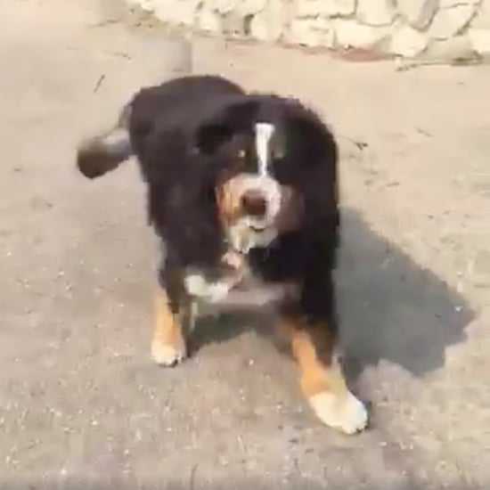 Family Finds Dog Lost During California Wildfires