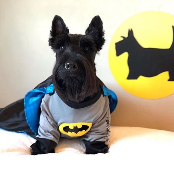 Scottie 2025 dog dress