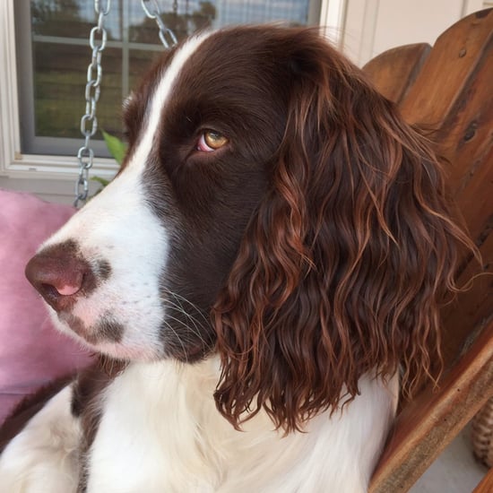 Dog Perfect Beach Waves