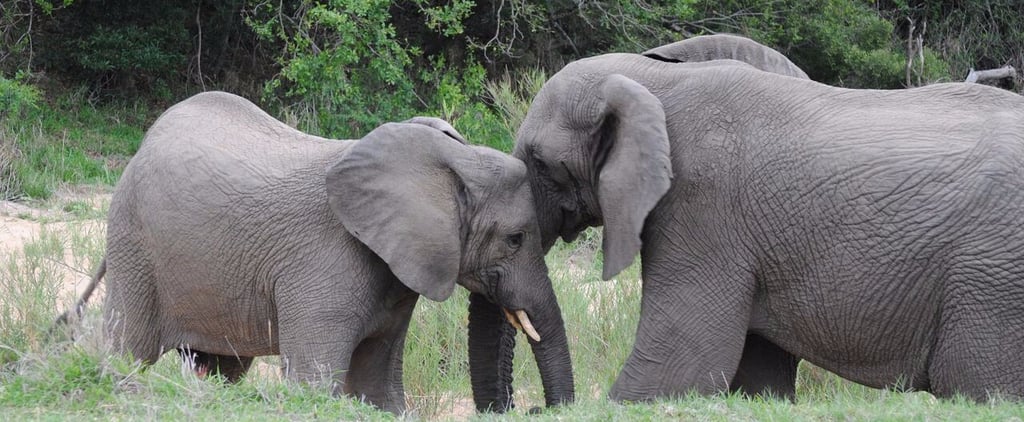 African Safari Tips
