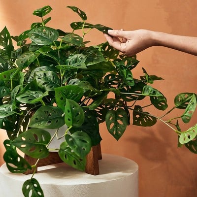 Hilton Carter for Target Faux Monstera Adansonii Plant in Pot