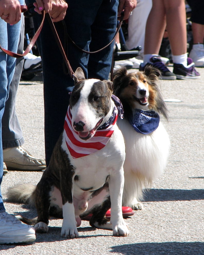 Ready For a Parade