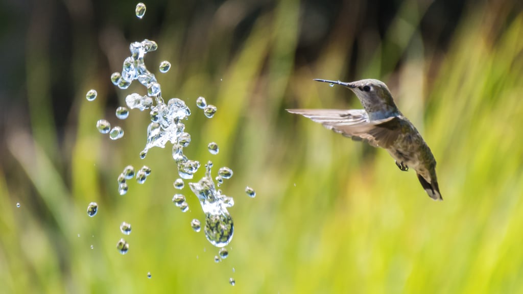 Fill Up a Bird Bath