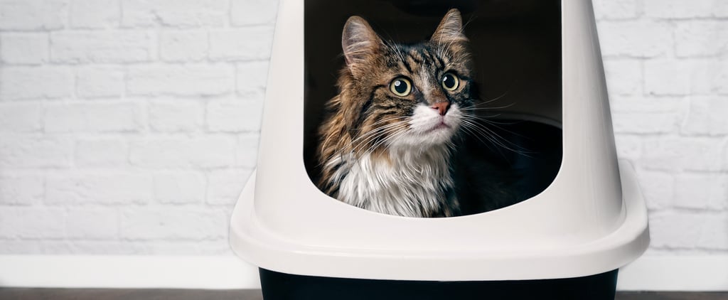 Reasons Cats May Not Clean Themselves After Using Litter Box