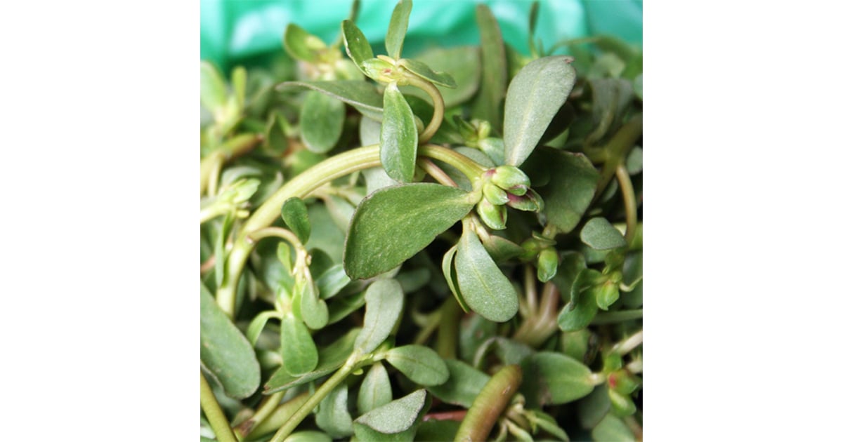 Purslane