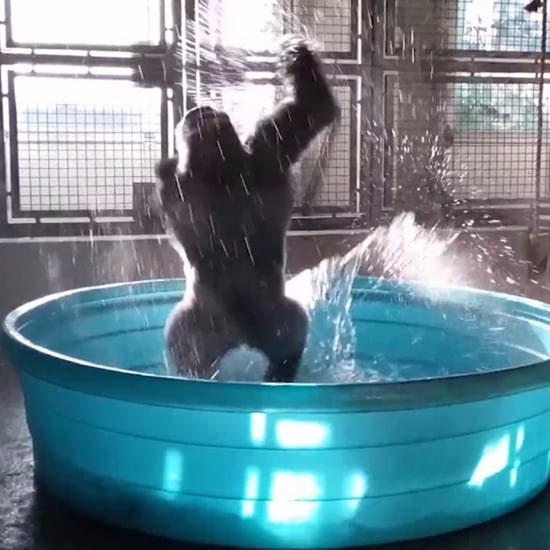 Zola the Gorilla Dancing to "Maniac" Video