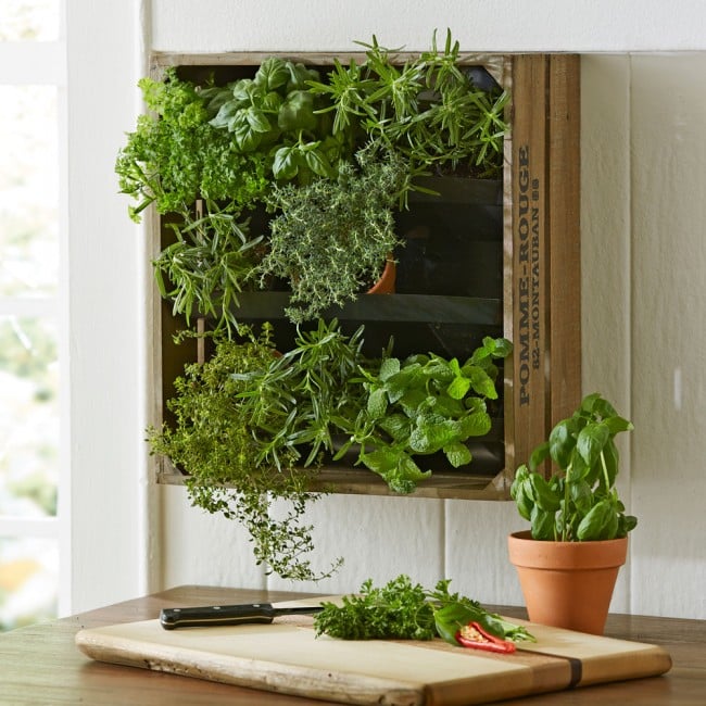 Living Wall