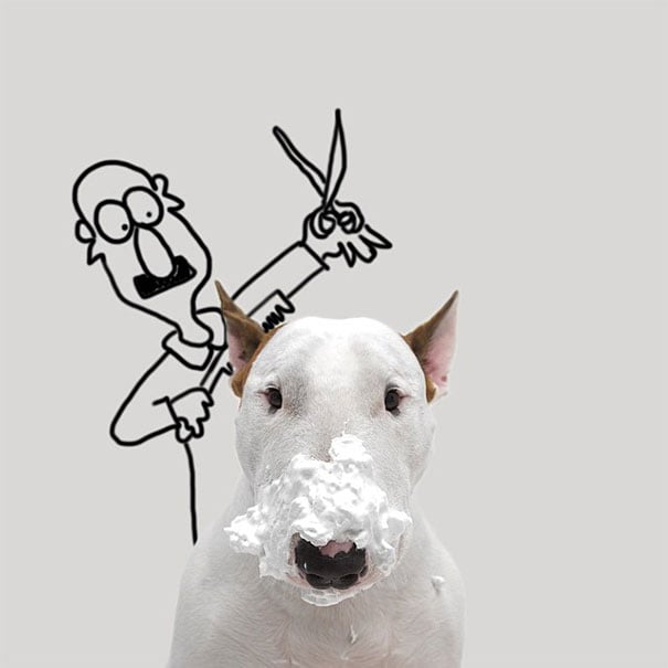 Bull Terrier Instagram Account