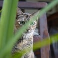 13 Household Plants You May Be Surprised to Learn Are Toxic to Cats