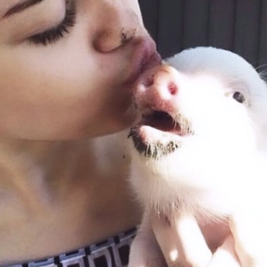 Miley Cyrus's Pet Pig Bubba Sue Dies 2019