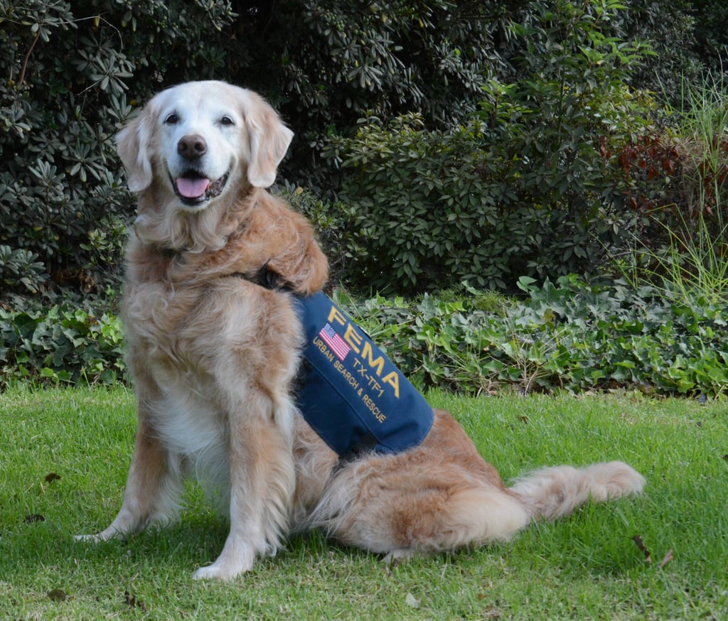 Birthday Party For Sept. 11 Rescue Dog | POPSUGAR Pets