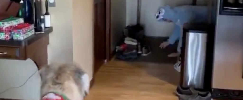 TikTok Video of Man in Onesie Scaring His Dog