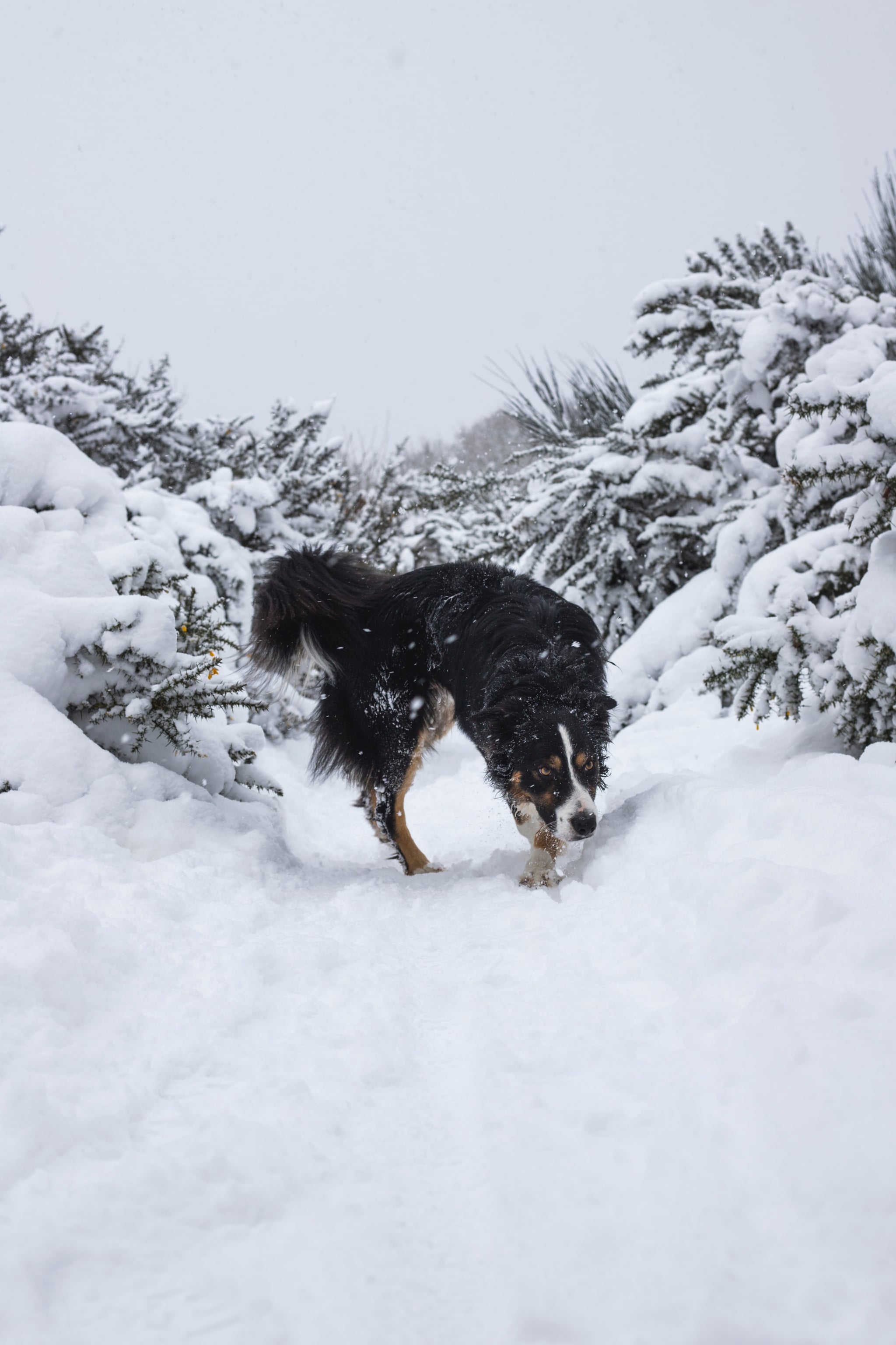 how do i keep my dog happy in the winter