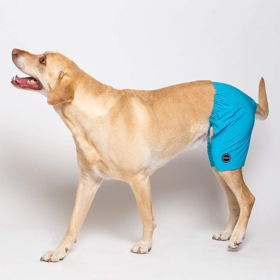 Dog Swim Trunks