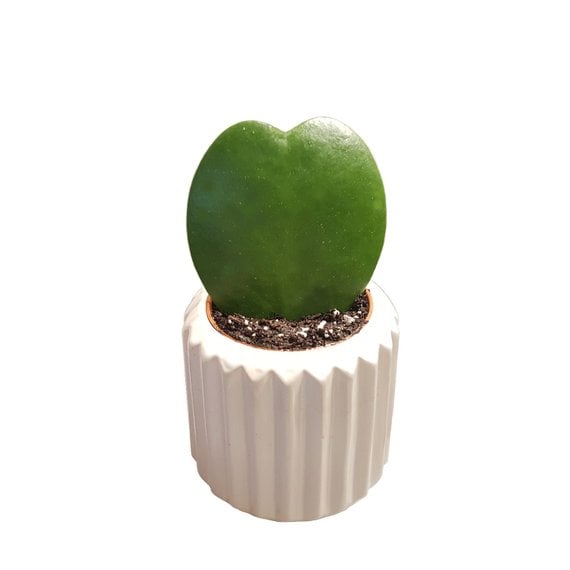 Hoya Heart Plant