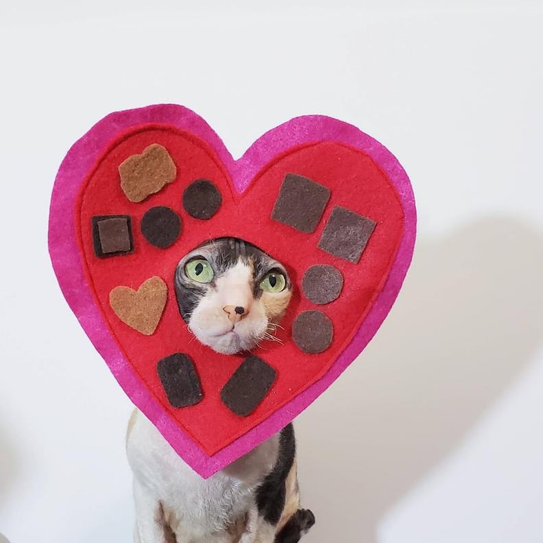 Chocolate Box Pet Costume