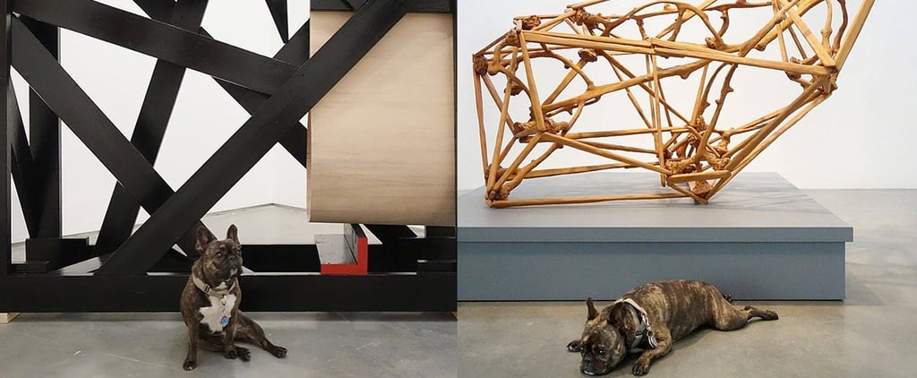 The Dog That Is Taking the Art World by Storm