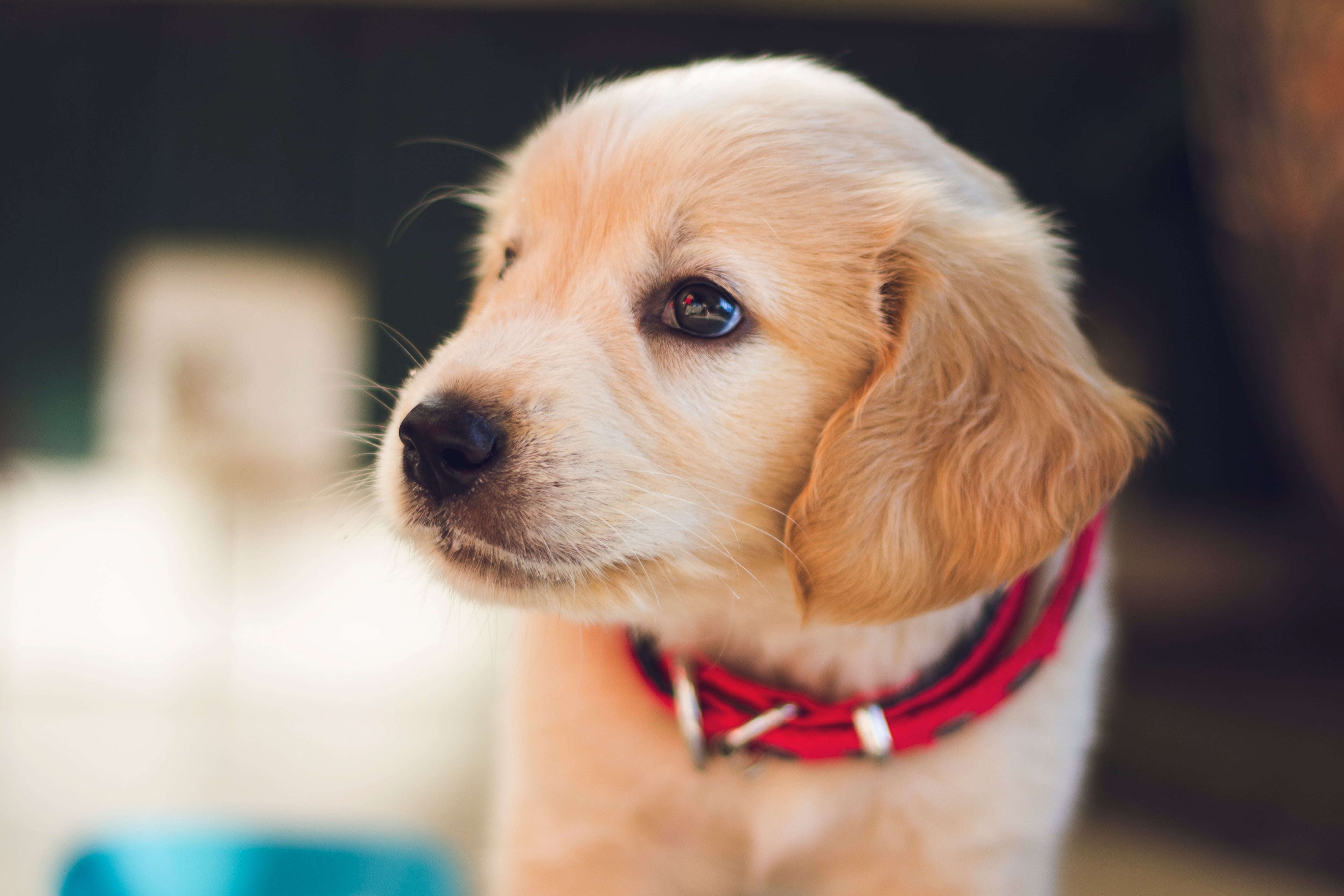 pop-culture-dog-names-2020-popsugar-pets