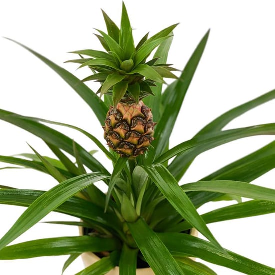 Home Depot Will Deliver Pineapple Plants to Your House