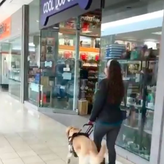 Guide Dog Walks Owner Into Cool Dog Gear Store