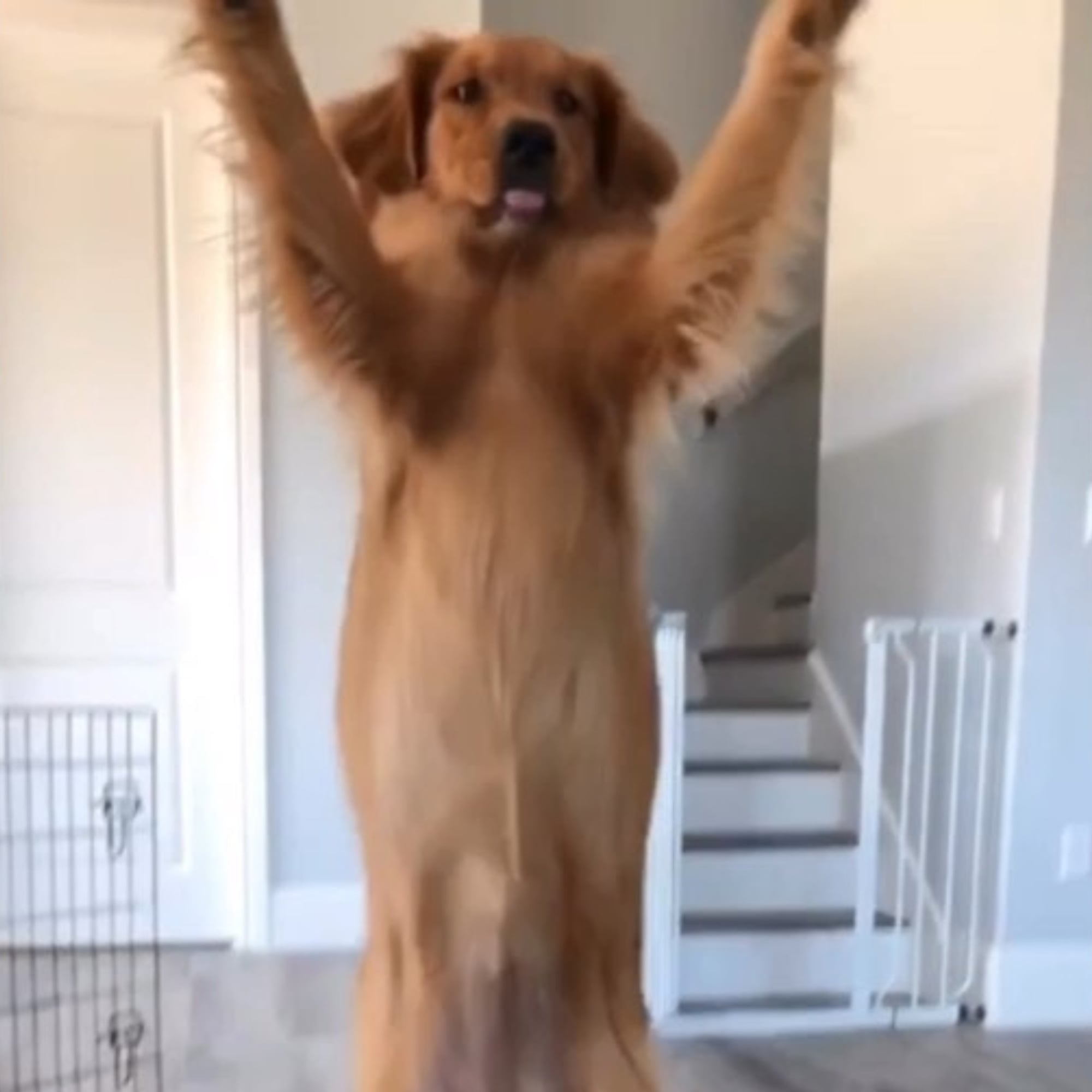 Video Of A Golden Retriever Giving Its Owner Her Paw Popsugar Pets