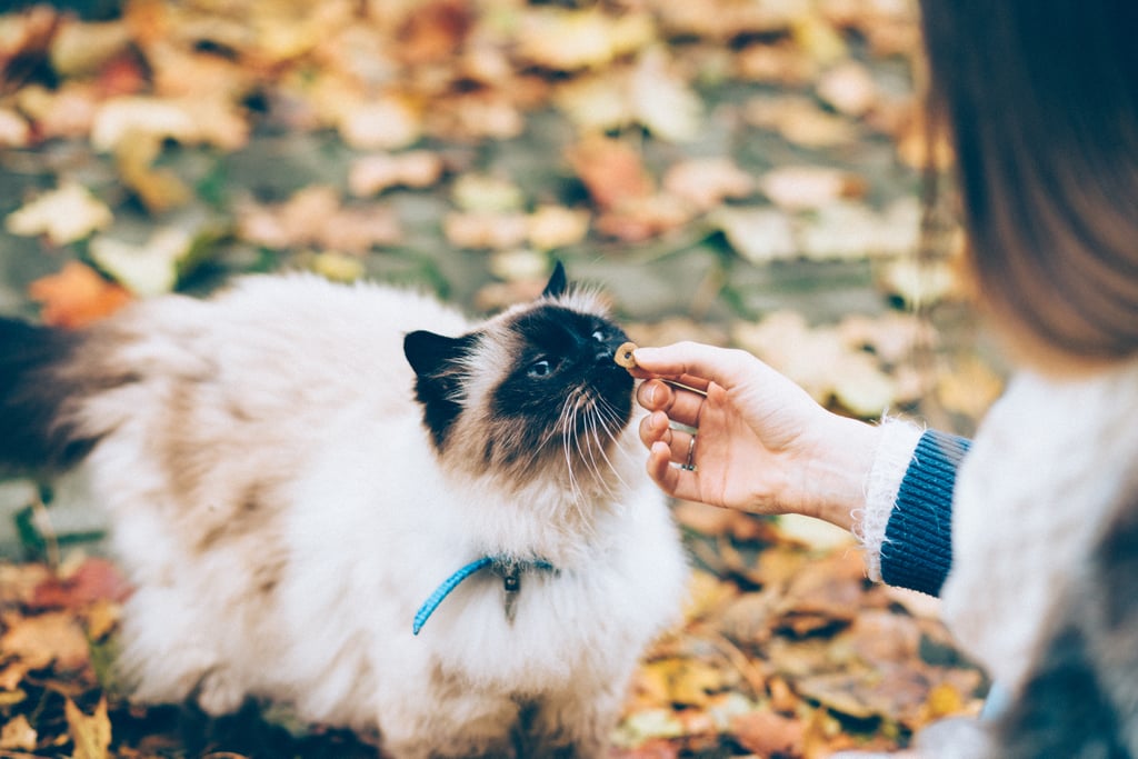 Pets Can Boost Your Mental Health