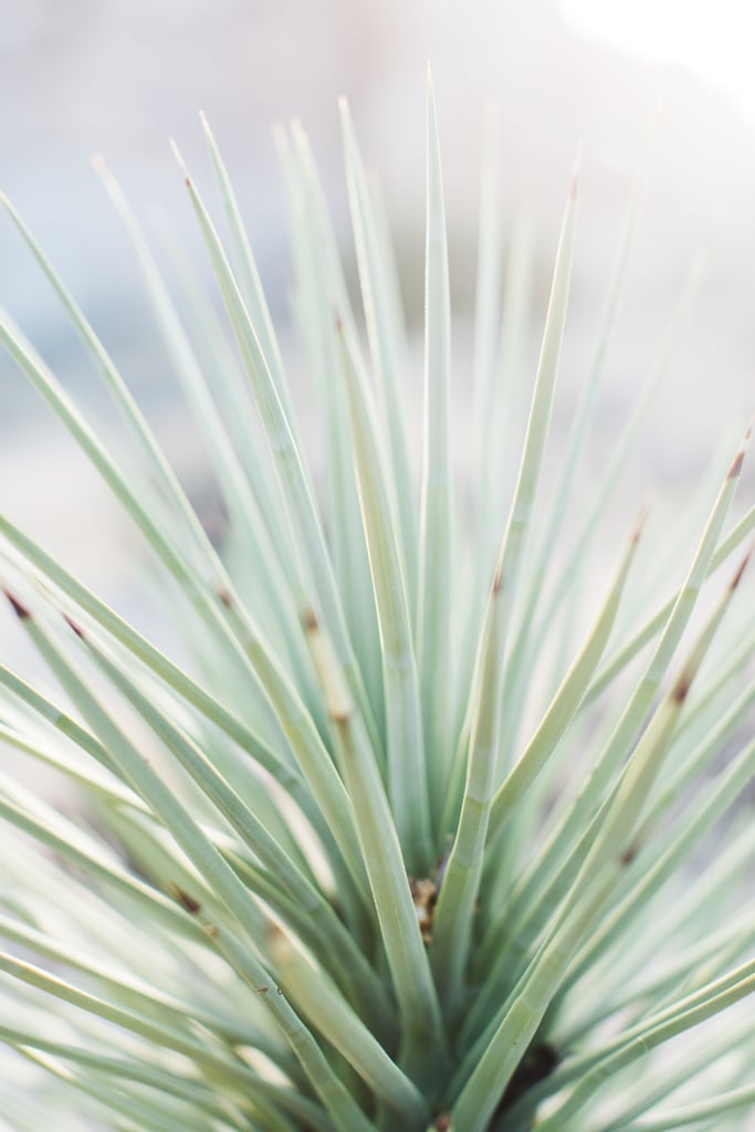 Mojave Desert Engagement Photos