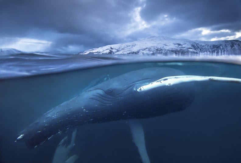 A humpback whale in the fjords of the Atlantic Ocean in Northern Norway.